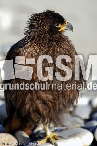 Geierfalke (10 von 11).jpg